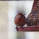 A house finch enjoying the sunflower seeds at my apartment feeder.